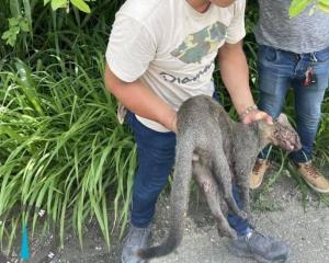 Rescatan a jaguarundi atropellado en carretera antigua a Minatitlán