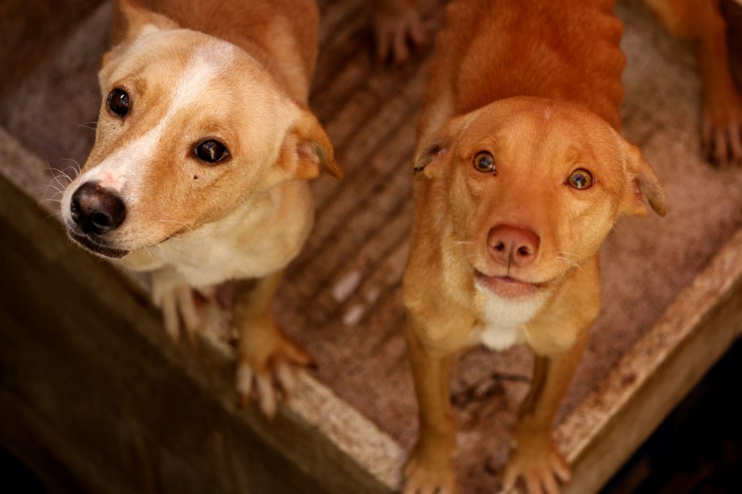 Realizan Pasarela con Causa en apoyo a 19 albergues de animales de la calle