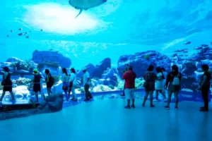 Aquarium-1068x712
