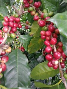 img-20250222-wa0029