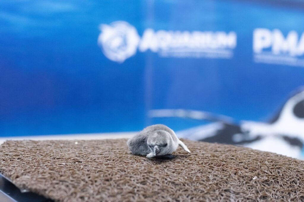 El Aquarium de Veracruz da la bienvenida a un nuevo integrante