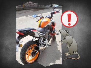 roban-moto-d5de0f2d-focus-0-0-732-549