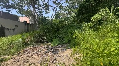 podi1009_dengue_01.jpeg_361585791